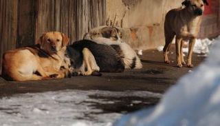 الكلاب الضالة في الشوارع التونسية