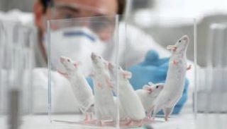 خلايا الفئران المُرسلة إلى للفضاء بدت قابلة للحياة