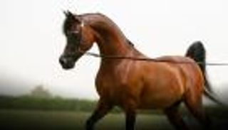 لأول مرة في تاريخ المعرض.. مزاد للخيول العربية في« أبوظبي للصيد والفروسية»