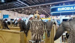 معرض أبوظبي الدولي للصيد والفروسية 2025