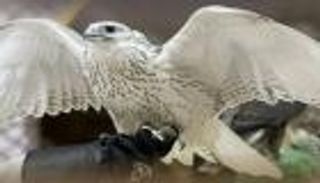 صندوق خليفة يدعم 20 شركة إماراتية في معرض أبوظبي الدولي للصيد والفروسية