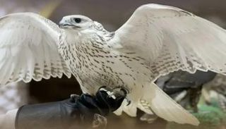 معرض الصيد والفروسية