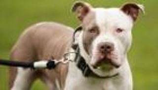 كلب محظور يورط نجم منتخب إنجلترا