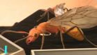 اكتشاف نوع نادر من النمل محفوظ منذ 37 مليون عام في كهرمان