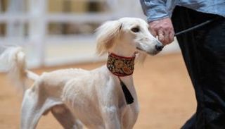 مسابقة الجمال للسلوقي العربي