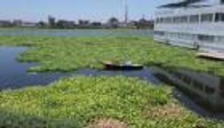 لتنقية الهواء.. باحثة تحول أزمة ورد النيل إلى فرصة صناعية (خاص)