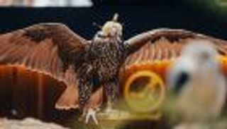 «MP3» تعرض تشكيلة واسعة من الأسلحة الحديثة بمعرض الصيد والفروسية (خاص)