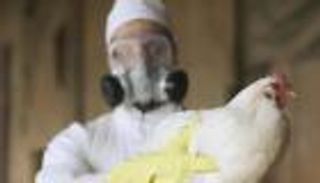 بعد ألمانيا.. إسبانيا تعلن تفشي إنفلونزا الطيور في مزرعة دواجن