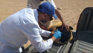 حملة لمكافحة طاعون الأغنام