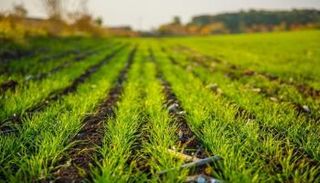 أرض زراعية (وام)