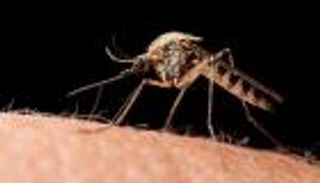 دراسة.. شرب البيرة يجعل الناس أكثر جاذبية للبعوض