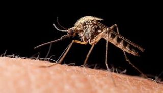 شرب البيرة يجعل الناس أكثر جاذبية للبعوض