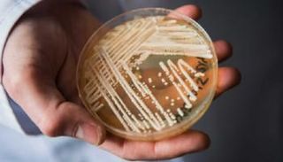 فطر قاتل مقاوم للأدوية يجتاح مستشفيات أوروبا