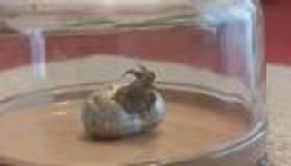 كائن فضائي ينمو داخل نيزك.. هل يبيع شاب بنمي الوهم للعالم؟