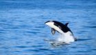 هجوم حيتان الأوركا يحطم يختا سياحيا في البرتغال (فيديو)