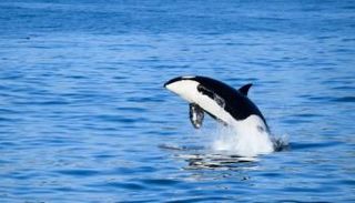 هجوم حيتان الأوركا في البرتغال