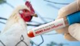 اكتشاف الفيروس داخل قطيع من الأبقار.. أول إصابة بإنفلونزا الطيور في أمريكا