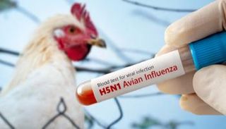 إنفلونزا الطيور