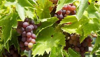 ثمار العنب التونسي