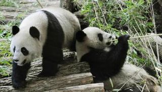 ثنائي الباندا يغادر فرنسا إلى الصين