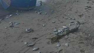 شاطئ سليمان في تونس