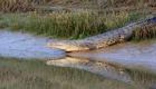  العثور على جثة امرأة نصف مأكولة بعد هجوم تمساح في أوديشا الهندية