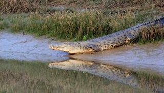 تمساح يهاجم امرأة أثناء صيدها في الهند
