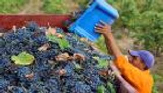 اقتصاد النبيذ في تونس.. صناعة تحتكرها الحكومة وتدر 160 مليون دولار سنويا