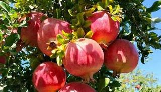 ضيعة رمان في تستور التونسية