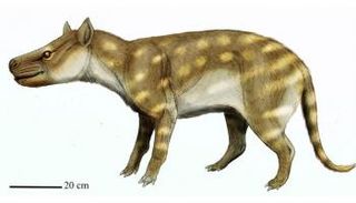 صورة حيوان "Dissacus praenuntius"