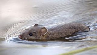 ليبتوسبيروز مرض بكتيري حاد