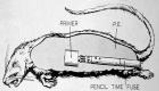 فئران متفجرة وصلصة ناسفة.. أغرب أسلحة حاربت بها بريطانيا النازيين