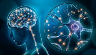 طريقة لتحويل خلايا الدعم في الدماغ إلى خلايا تضبط نشاطه