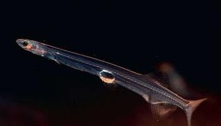 الأسماك الآسيوية ذات الشكل الإبرِي