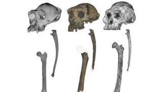 جماجم وعظام الزند والفخذ لـ"سهلانثروبس تشادنسيس"