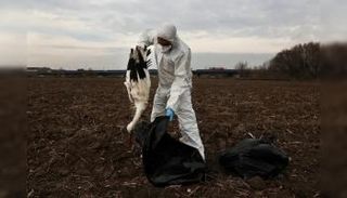 إنفلونزا الطيور في الهند