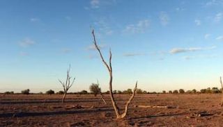 موت الأشجار - أرشيفية