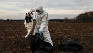 فيروس " H5N1 " أدى إلى موت 54,100 طائر في الهند معظمهم من البط