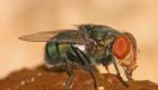 اليرقات لا تكذب.. كيف تكشف الحشرات تعاطي المخدرات بعد تحلل الجثث؟ (خاص)