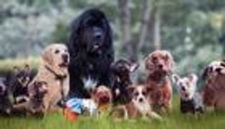 في بريطانيا.. تراجع الإنجاب لصالح اقتناء الكلاب