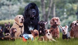 الكلاب- أرشيفية