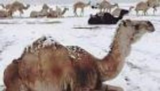 &laquo;الإمارات للفلك&raquo;: الثلث الأوسط من يناير الأبرد خلال الشتاء