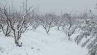 بسبب الانخفاض الشديد في الحرارة.. الثلوج تغطي مناطق واسعة بتونس