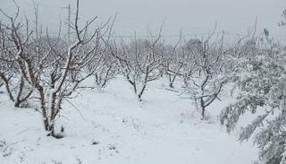 الثلوج بالمرتفعات الغربية لتونس