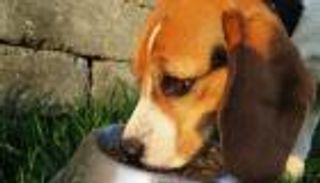 دراسة: طعام الكلاب يلوث الكوكب أكثر من موائد أصحابها