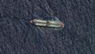 تدخل ترامب في فنزويلا يربك الصين.. النفط الرخيص في مرمى الضغط الأمريكي