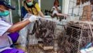 دراسة: انخفاض خطر انتقال كوفيد-19 من الحيوانات للبشر