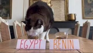 القط نيمبوس