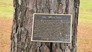 شجرة عليها لوحة توضح أن البذرة التي نبتت منها قد دارت حول القمر.