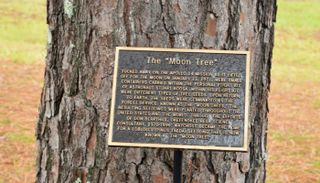 شجرة عليها لوحة توضح أن البذرة التي نبتت منها قد دارت حول القمر.